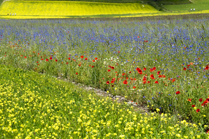 Campo fiorito in Umbria
